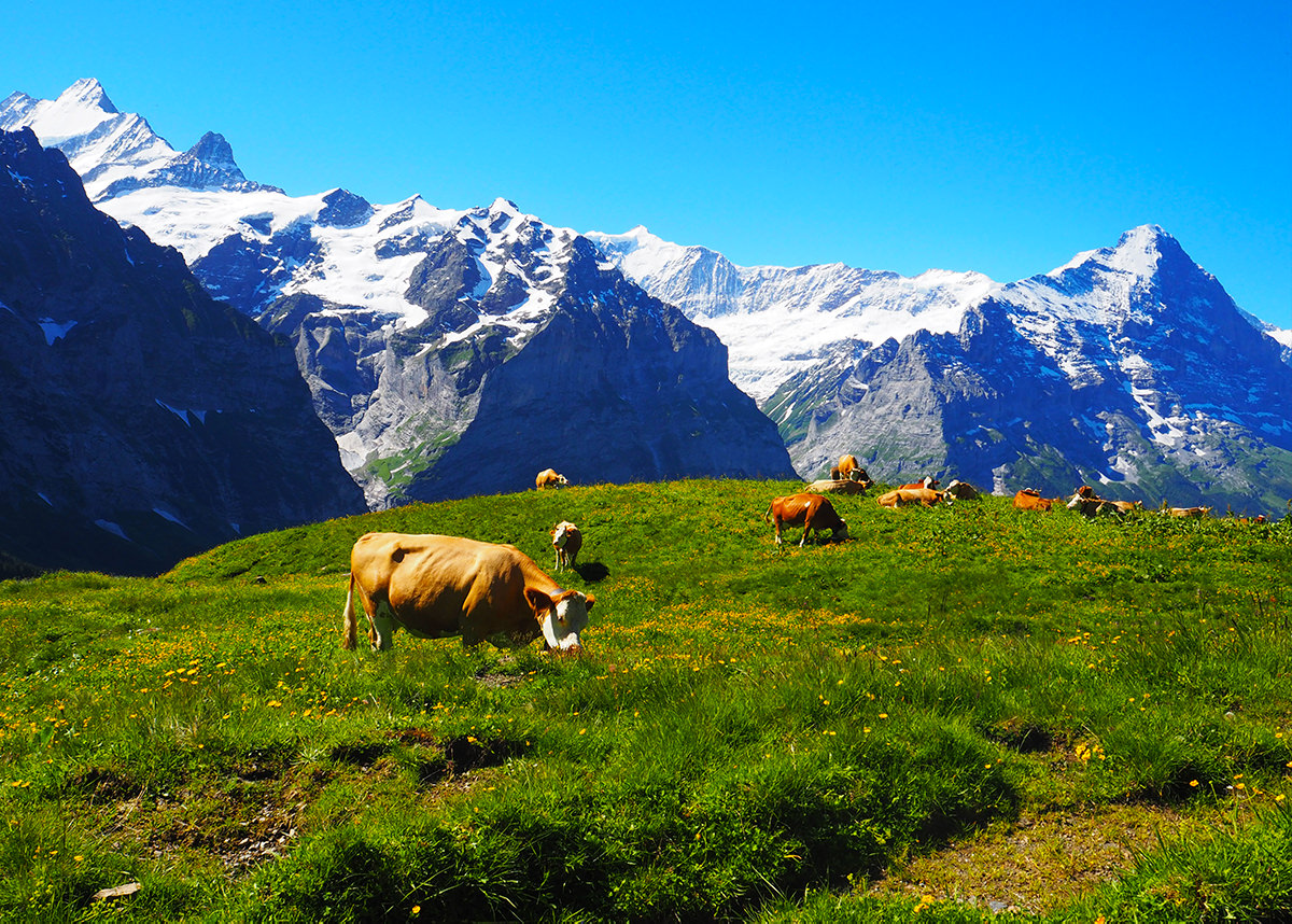 スイスの牛